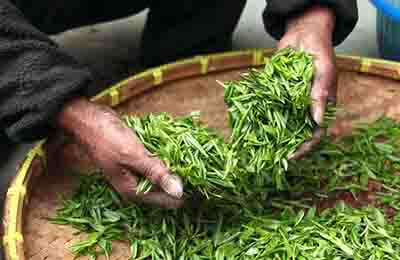 國外茶葉市場分析