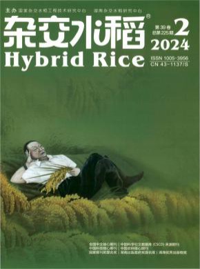 雜交水稻